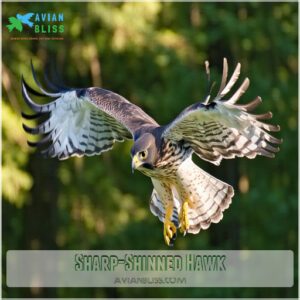 Sharp-Shinned Hawk