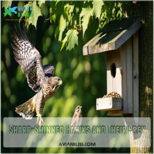 Sharp-Shinned Hawks and Their Prey