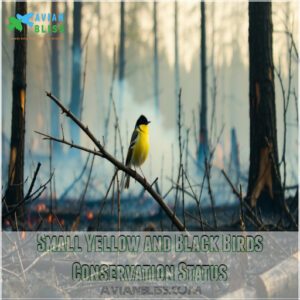 Small Yellow and Black Birds Conservation Status