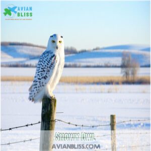 Snowy Owl