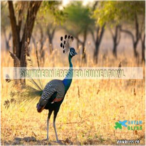 Southern Crested Guineafowl