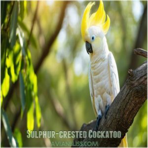 Sulphur-crested Cockatoo