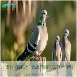 The Invasive Eurasian Collared-Dove