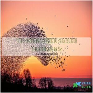 The Science Behind Starling Murmurations