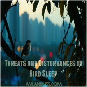 Threats and Disturbances to Bird Sleep