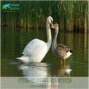 Types of Geese and Swans