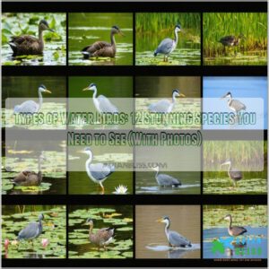 types of water birds