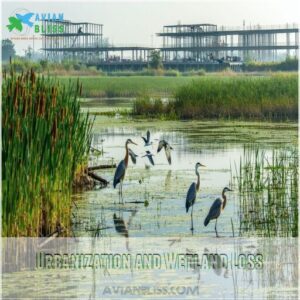 Urbanization and Wetland Loss