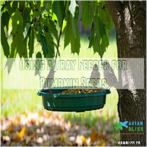 Using a Tray Feeder for Pumpkin Seeds