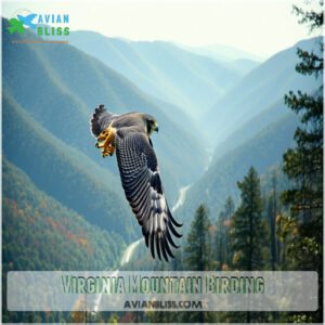 Virginia Mountain Birding