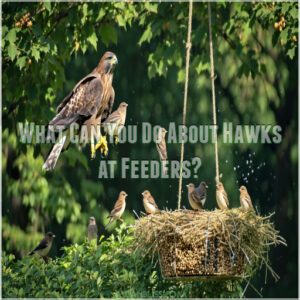 What Can You Do About Hawks at Feeders