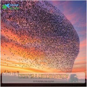 What is a Murmuration