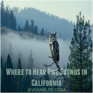 Where to Hear Owl Sounds in California