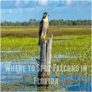 Where to Spot Falcons in Florida