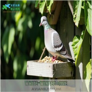 White-winged Dove