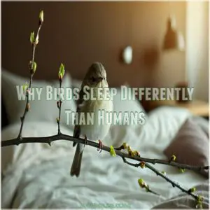 Why Birds Sleep Differently Than Humans