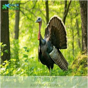 Wild Turkey