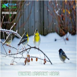 Winter Resident Birds