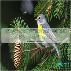 Yellow-Rumped Warblers - Common Migratory Visitors