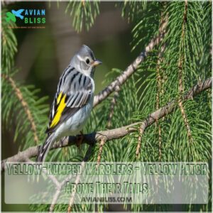 Yellow-Rumped Warblers - Yellow Patch Above Their Tails