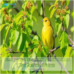 Yellow Warblers - Bright Yellow Plumage With Chestnut Streaks