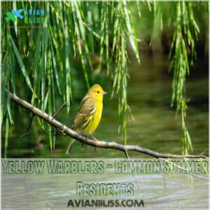 Yellow Warblers - Common Summer Residents