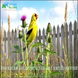 American Goldfinch Habitat and Behavior