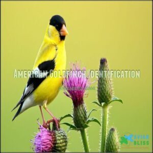 American Goldfinch Identification