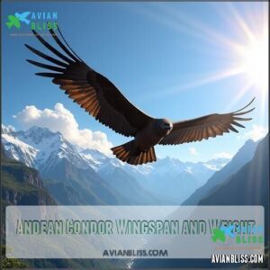 Andean Condor Wingspan and Weight