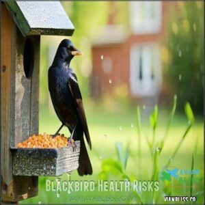 Blackbird Health Risks