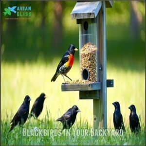 Blackbirds in Your Backyard