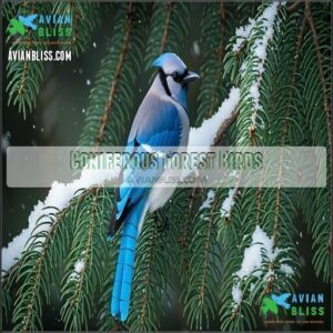 Coniferous Forest Birds