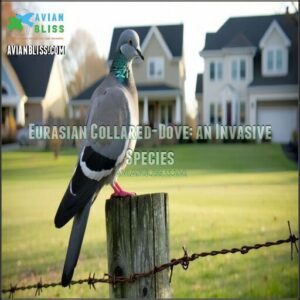 Eurasian Collared-Dove: an Invasive Species