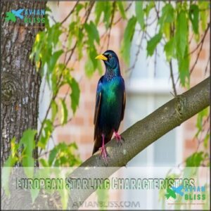 European Starling Characteristics