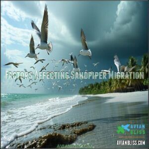 Factors Affecting Sandpiper Migration