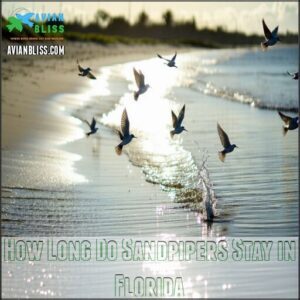 How Long Do Sandpipers Stay in Florida