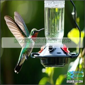 Hummingbird Feeding Basics