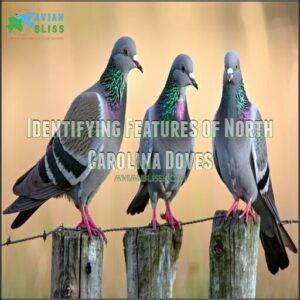 Identifying Features of North Carolina Doves