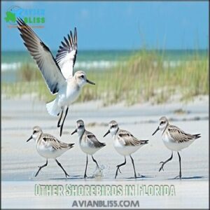 Other Shorebirds in Florida