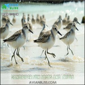 Sandpiper Fun Facts and Trivia