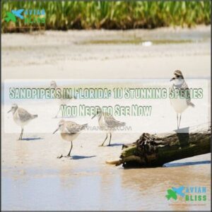 sandpipers in florida