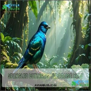 Spangled Cotinga