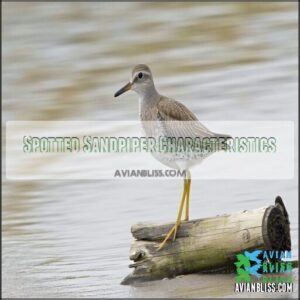 Spotted Sandpiper Characteristics