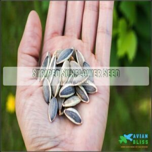 Striped Sunflower Seed