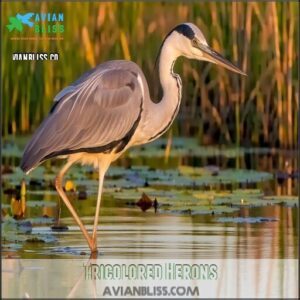 Tricolored Herons