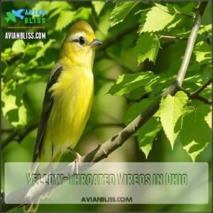 Yellow-Throated Vireos in Ohio