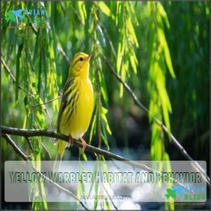 Yellow Warbler Habitat and Behavior