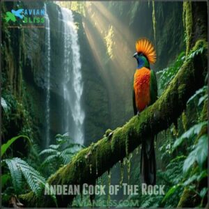 Andean Cock of The Rock