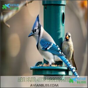 Are Blue Jays Aggressive