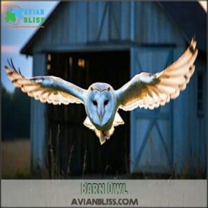Barn Owl
